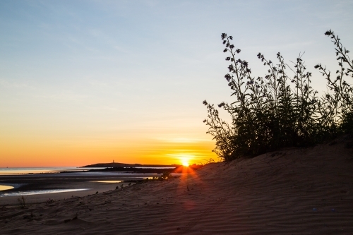 Pilbara sunrise with silhouetted plant - Australian Stock Image