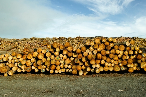 Piles of logs in a yard