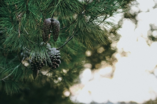 Pine cone on green tree bokeh light - Australian Stock Image