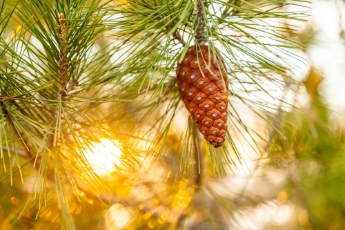 pine cone on tree and golden light - Australian Stock Image