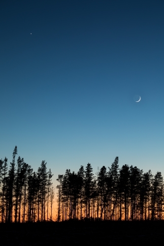 Pine trees against colourful dawn sky with crescent moon - Australian Stock Image