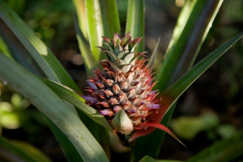 Pineapple flower - Australian Stock Image