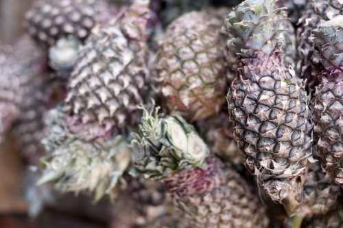 Pineapple pile - Australian Stock Image