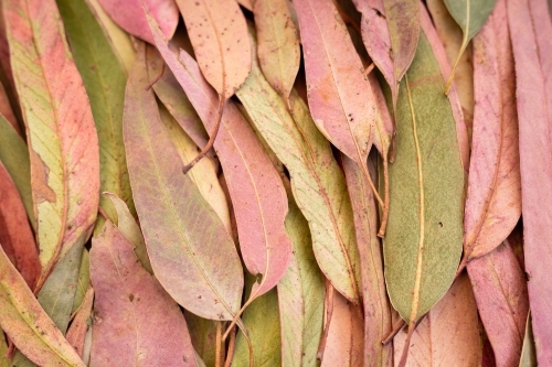 pink and green gum (eucalyptus) leaves laid flat - Australian Stock Image