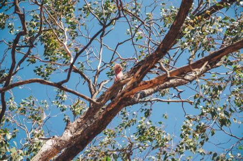 Pink and grey Galah in a gumtree - Australian Stock Image