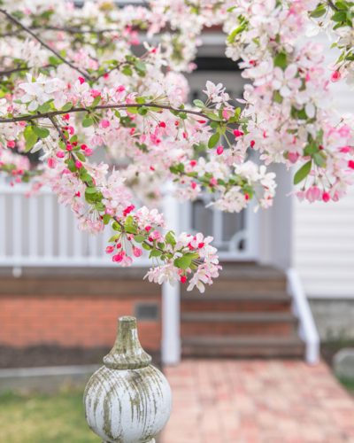 Pink and white blossoms and a country home - Australian Stock Image