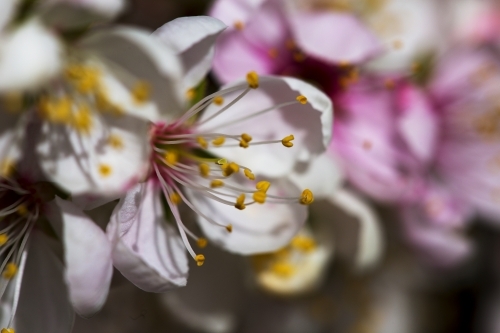 Pink and white blossoms close up - Australian Stock Image
