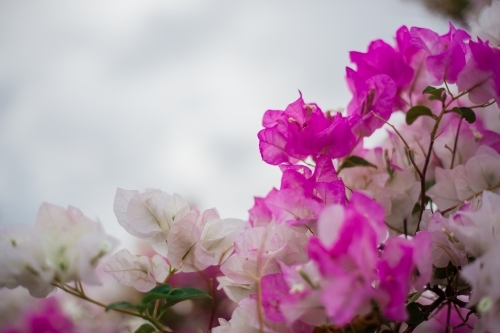 Pink and White Bougainvillea