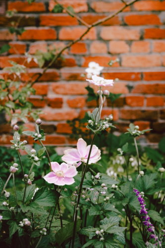 Pink and white poppy anemone blossoms in lush green foliage - Australian Stock Image
