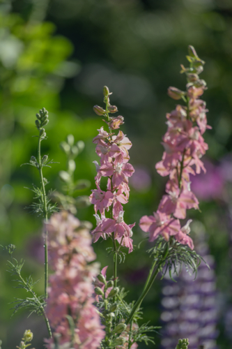 Pink blossoms on green stalks on a summer day - Australian Stock Image