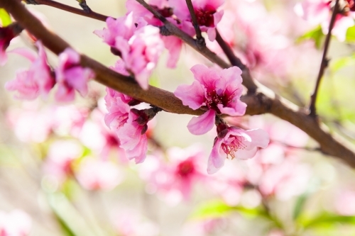 Pink blossoms on peach bush on a spring afternoon - Australian Stock Image