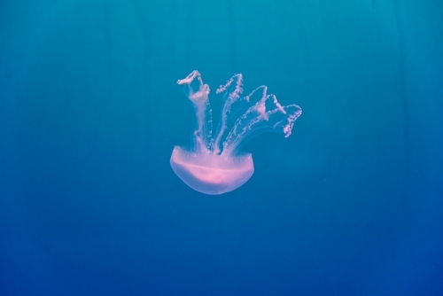 Pink common jellyfish Aurelia Aurita floating in clear blue water - Australian Stock Image