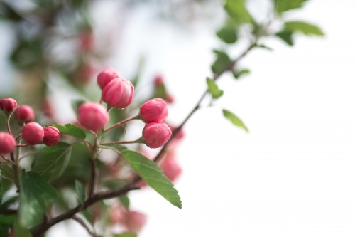 Pink crab apple blossom against sun flare - Australian Stock Image