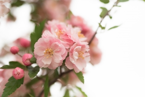 Pink crab apple blossom against sun flare - Australian Stock Image