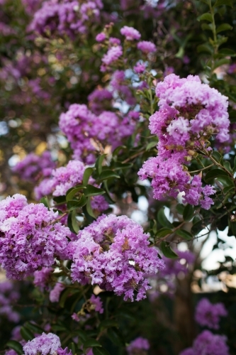 Pink crepe myrtle flowers - Australian Stock Image