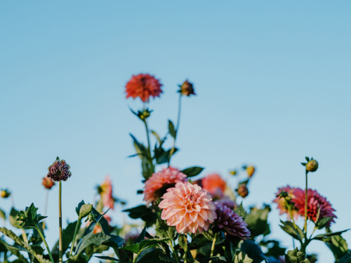 Pink dahlias standing out against a clear blue sky. - Australian Stock Image