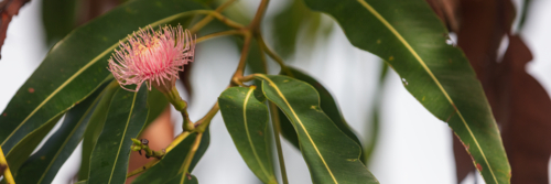 Pink Eucalyptus Flower - Swamp Bloodwood, Corymbia ptychocarpa - Australian Stock Image