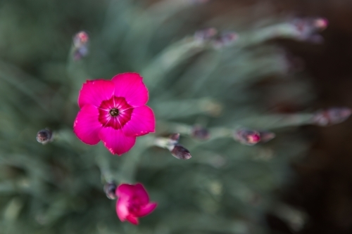 Pink flower with faded background - Australian Stock Image