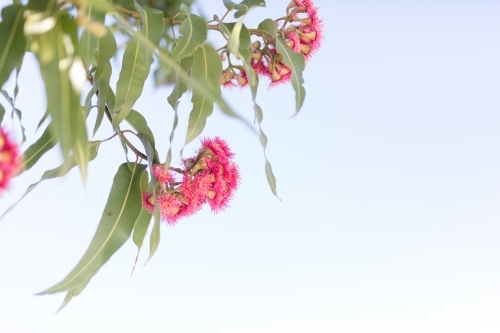 Pink flowering corymbia gum tree with sun flare - Australian Stock Image