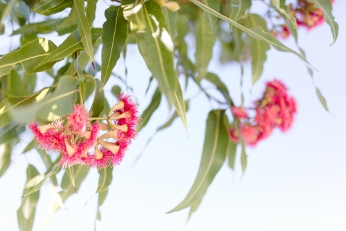 Pink flowering corymbia gum tree with sun flare - Australian Stock Image