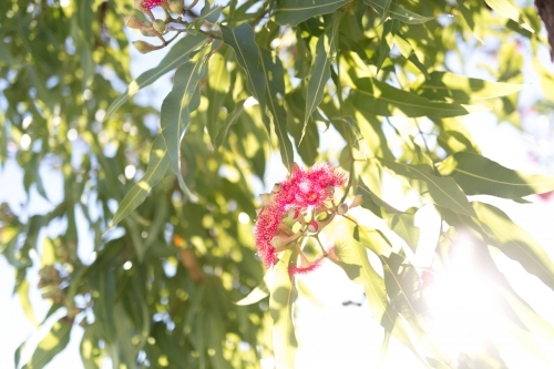 Pink flowering corymbia gum tree with sun flare - Australian Stock Image