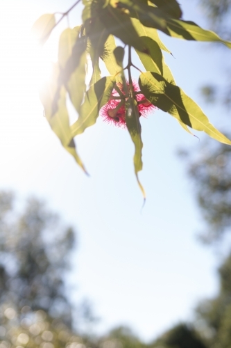 Pink flowering corymbia gum tree with sun flare - Australian Stock Image