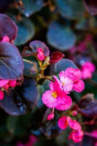 Pink flowers - Australian Stock Image