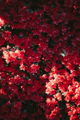 Pink Flowers - Australian Stock Image