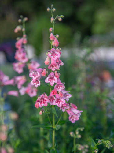 Pink flowers on green stalks - Australian Stock Image