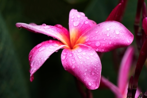 Pink frangipani after the rain covered in water droplets.