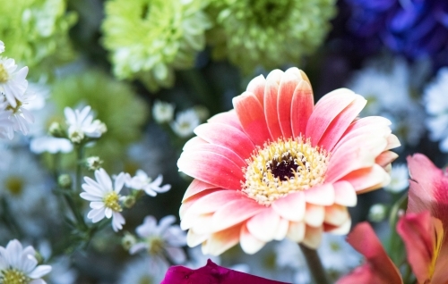 Pink Gerbera among other flowers - Australian Stock Image