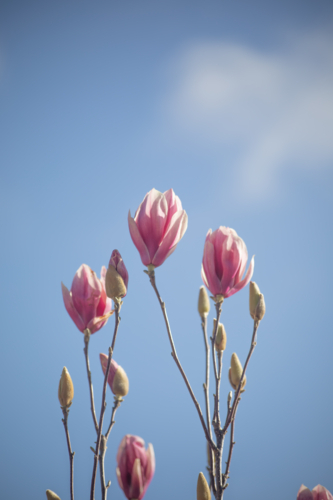 Pink magnolia flowers against a blue sky - Australian Stock Image