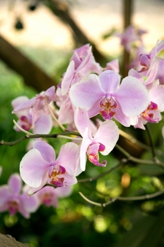 Pink Orchids growing in garden - Australian Stock Image