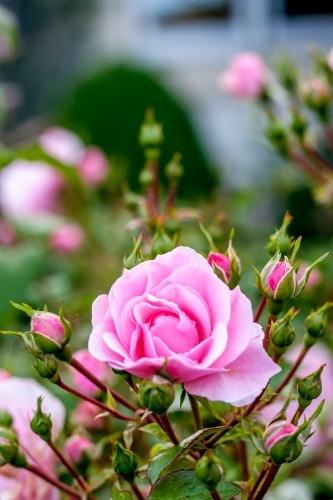 Pink rose with buds in a garden - Australian Stock Image
