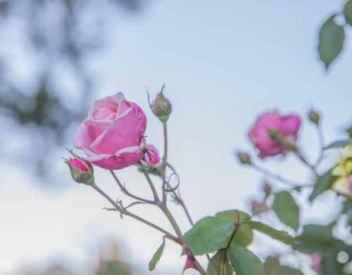 Pink roses - Australian Stock Image