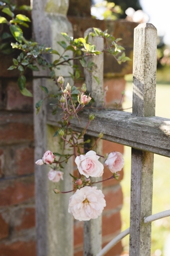 Pink roses hanging over old gate - Australian Stock Image