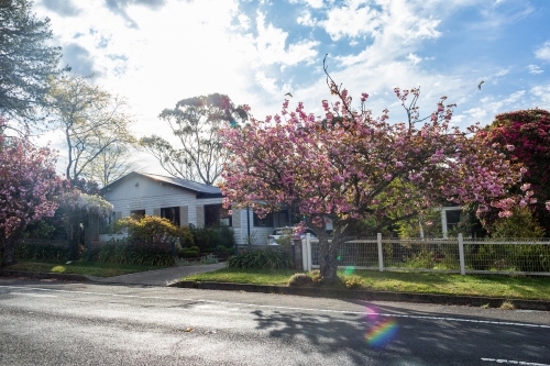 Pink springtime tree in front of home with garden in sunshine - Australian Stock Image