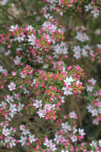 Pink star-shaped flowers on shrub - Australian Stock Image