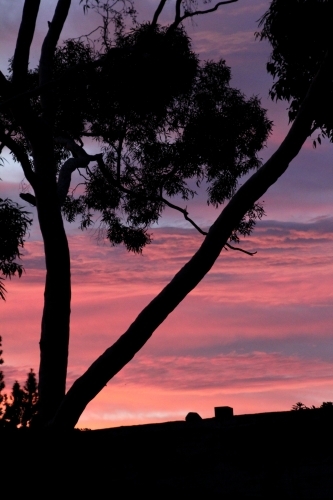 Pink sunrise behind silhouette of gumtree - Australian Stock Image