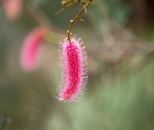 pink wildflower - Australian Stock Image