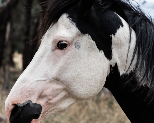 pinto horse profile close up - Australian Stock Image