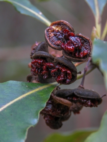 Wild Pittosporum fruit and red seeds ready to be eaten by birds and insects - Australian Stock Image