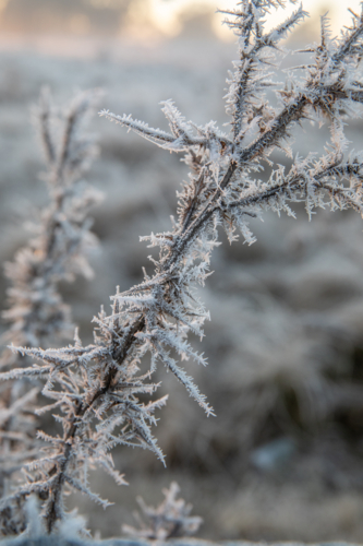 plant covered in frost crystals on a frosty morning in the country - Australian Stock Image