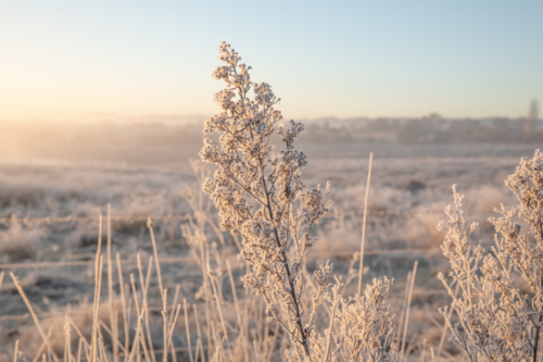 plant covered in frost crystals on a frosty morning in the country - Australian Stock Image