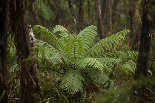 Plant in a rain forest - Australian Stock Image