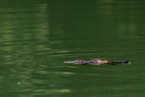 Platypus (Ornithorhynchus anatinus) floating in clear green river - Australian Stock Image