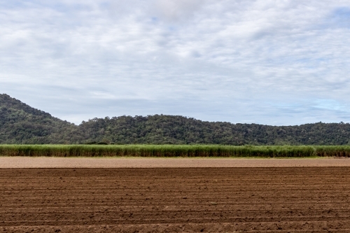 Ploughed cane fields