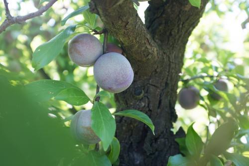 Plums on a tree - Australian Stock Image