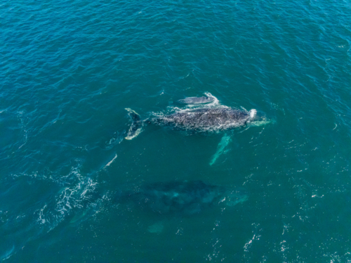 Pod of three whales with calf from above - Australian Stock Image