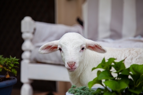 poddy lamb near front doorstep of rural country home - Australian Stock Image